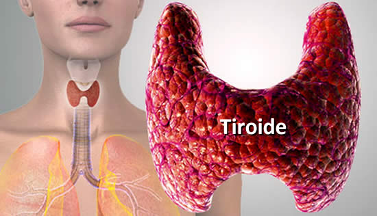 alimenti che regolano la tiroide