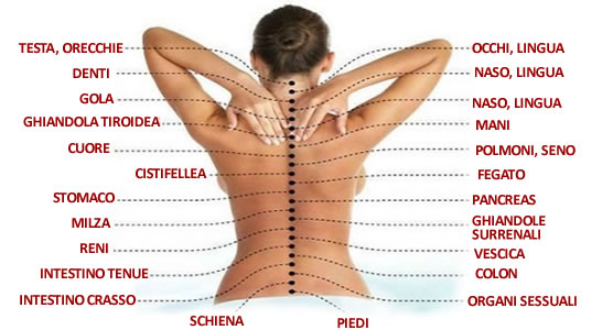 connessioni colonna vertebrale altri organi