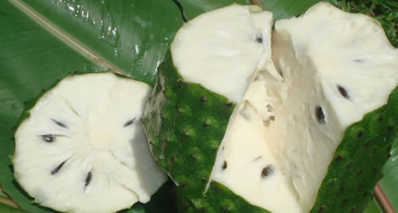 guanabana cancro