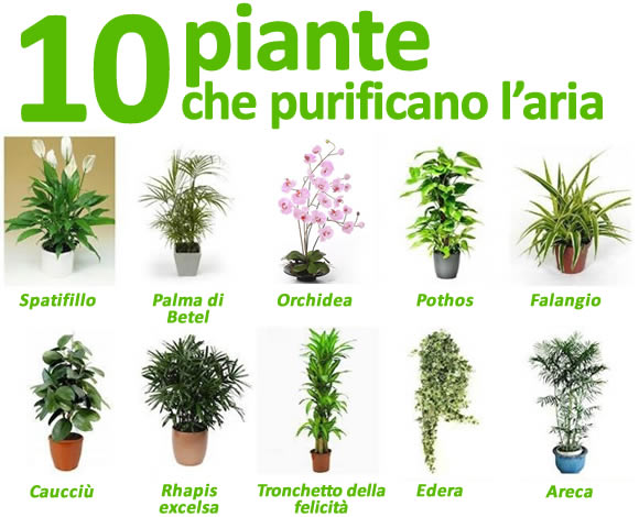10 piante che purificano l'aria