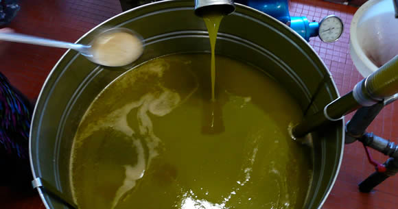 segreti olio d'oliva