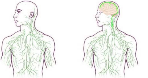 connessione cervello sistema immunitario