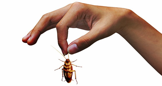 rimedio-scarafaggi