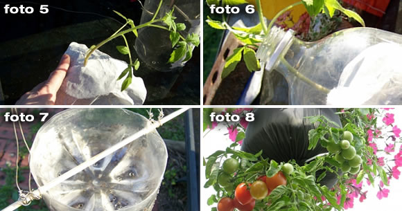 coltivare pomodori bottiglia plastica foto 2