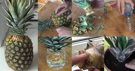 far germogliare ananas