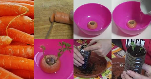 laisser germer la carotte