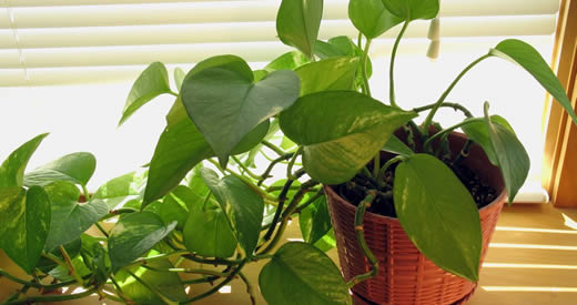 benefici pothos