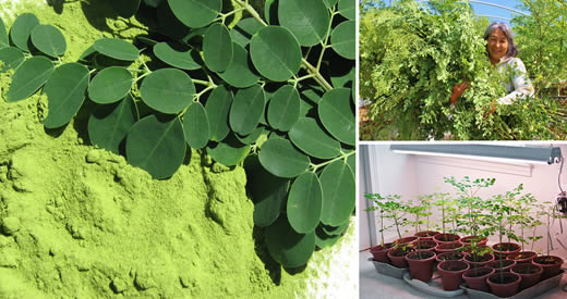 moringa cancro