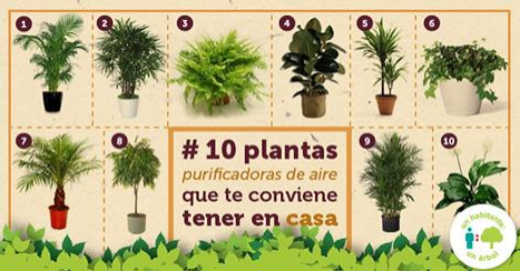 10 piante purificare aria