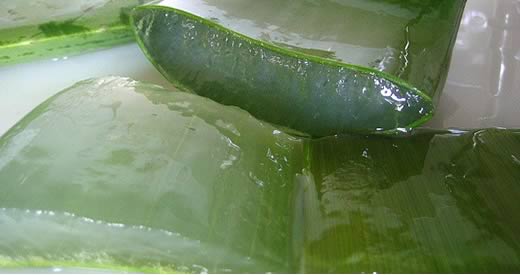 aloe vera pelle