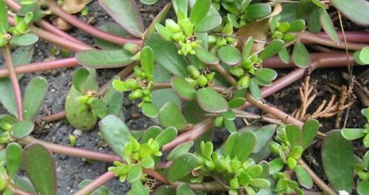 portulaca tutti i suoi benefici