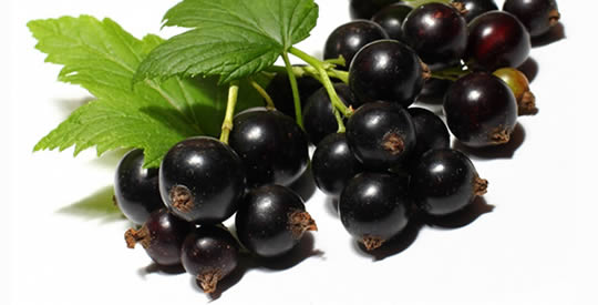 ribes-nero-benefici