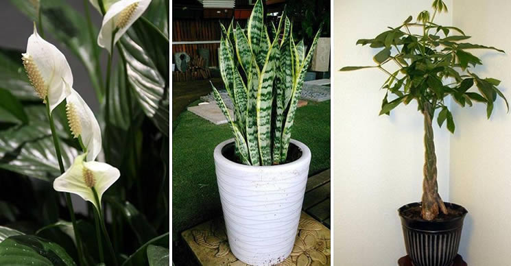 15 piante che purificano l'aria di casa più efficacemente