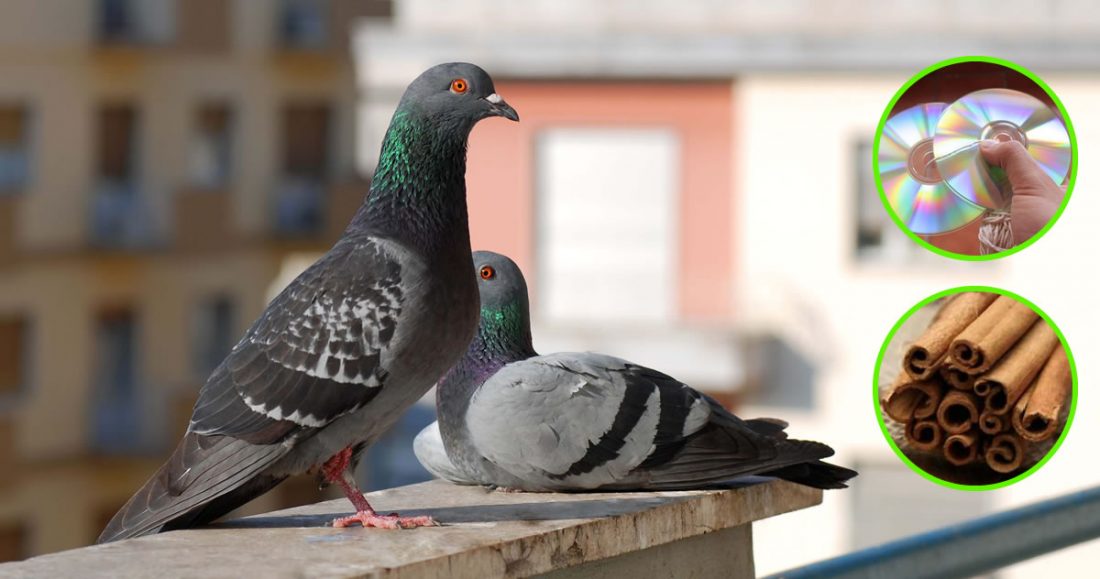 Casa Rimedio Naturale Pagina 2