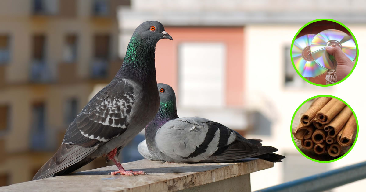 Come allontanare i piccioni dal balcone?