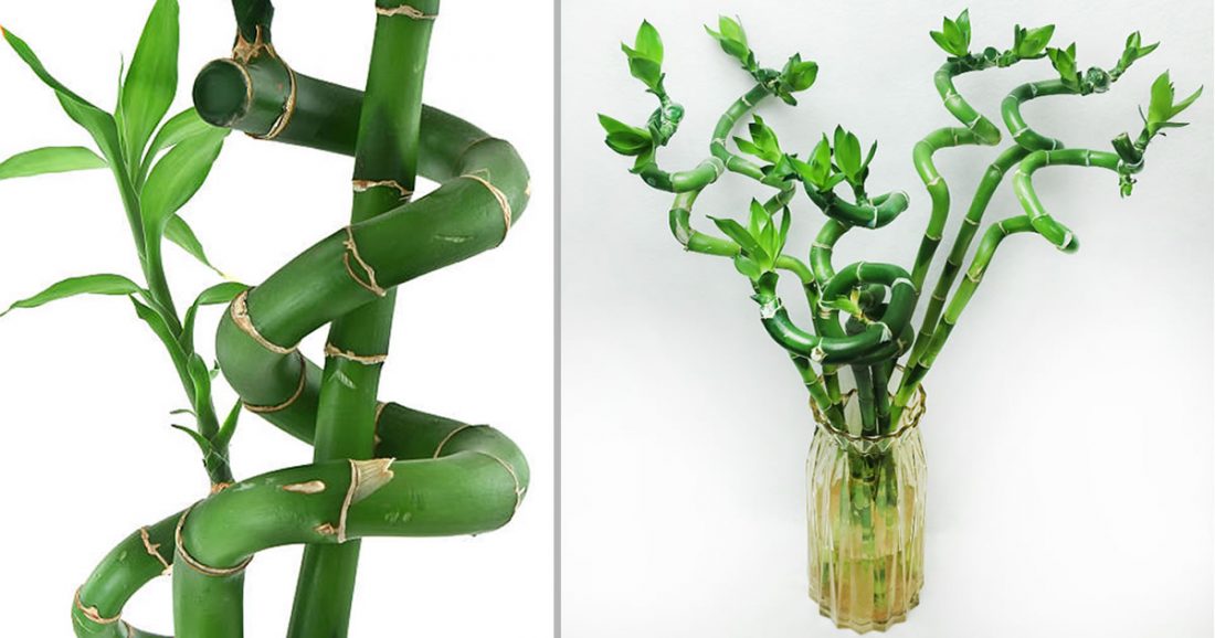 Vantaggi Delle Perle D'acqua Per Le Piante: Migliore - Foto 11