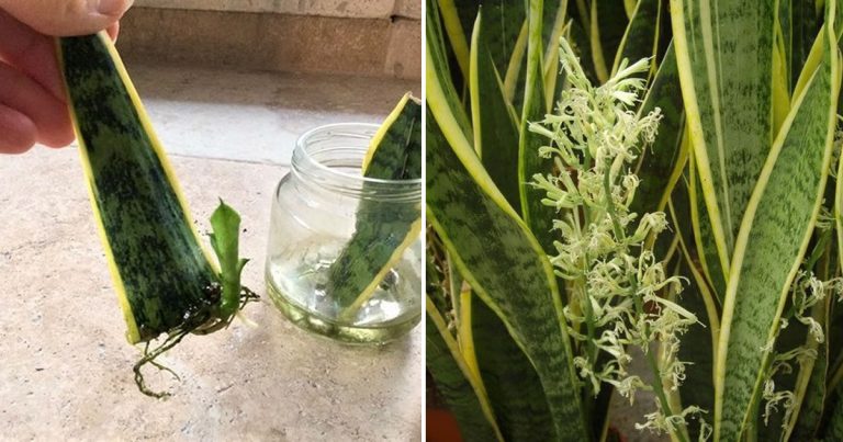 Come Riprodurre La Sansevieria Con Una Sola Foglia E Farla Fiorire 
