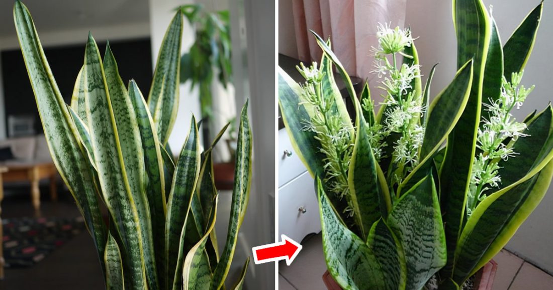 Come Fare Fiorire La Sansevieria Il Suo Profumo Arriva In Tutta La Casa