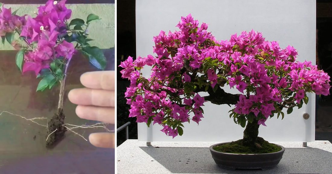 Come fare un bonsai di bouganville passo dopo passo