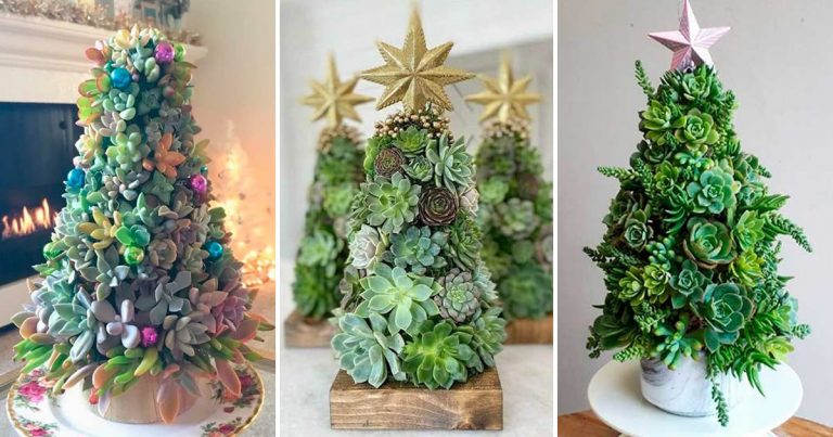 Idee di alberi di Natale con piante grasse