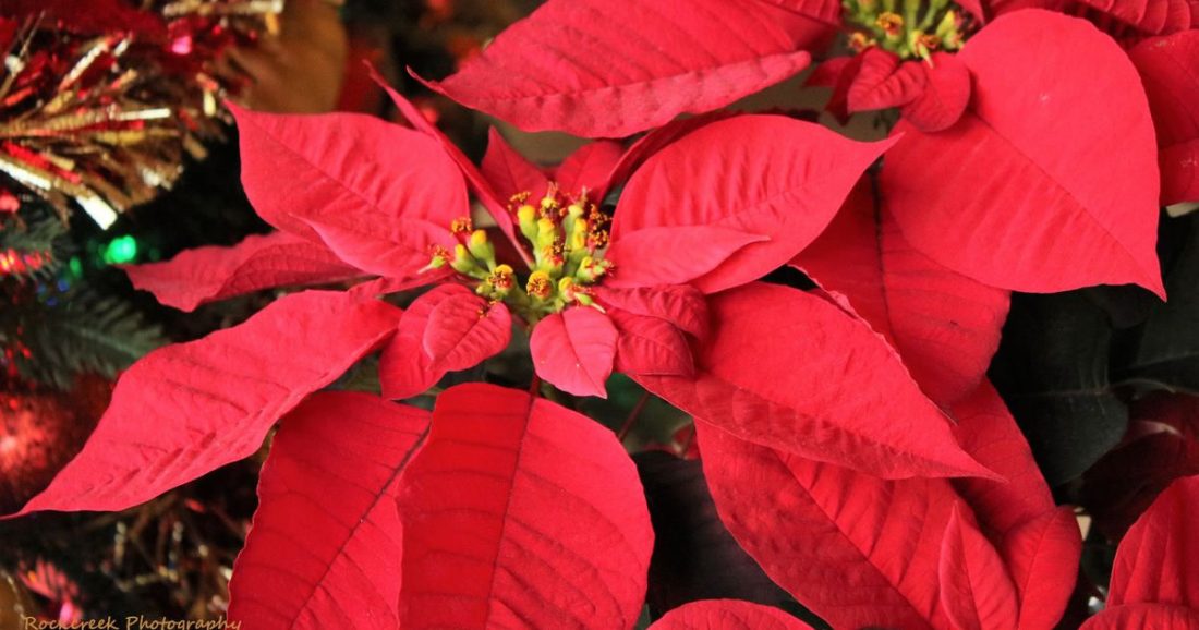 GWAWG 10 fiori di Natale glitterati con grande stella di Natale artificiale, fiori di stella di Natale per decorazioni dell'albero di Natale, decorazioni per albero di Natale glitterate da appendere