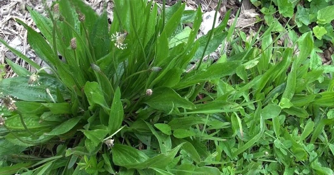 Piantaggine Propriet E Benefici Di Questa Erba Officinale Spontanea piantaggine-propriet-e-benefici-di-questa-erba-officinale-spontanea