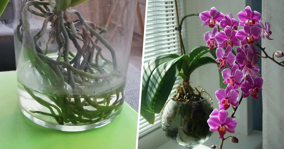 50 Vasi Per Orchidee In Rete Idroponica - 3x3.5 Cm - Per Coltivazione Fuori Suolo (PP Nero/Bianco)